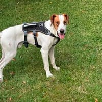 Beci - bereit für einen Neustart, Hund zur Adoption