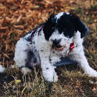Keno ist ein Traumhund durch und durch!, Hund zur Adoption