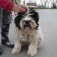 Keno ist ein Traumhund durch und durch!, Hund zur Adoption