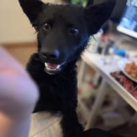 🍀 Winnie sucht sein für immer Zuhause 🐶✨, Hund zur Adoption