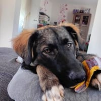 🐾💙 Yoyo sucht seine für immer Familie, Hund zur Adoption
