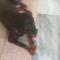 Asia, Hündin zur Adoption