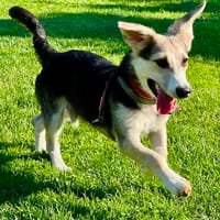 Kleiner charmanter Eddie sucht dringend eine Familie, Hund zur Adoption