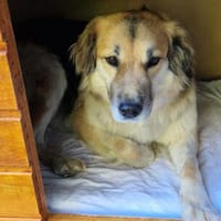 Neele ist so offen, föhlich + so lieb!, Hündin zur Adoption