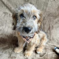 Mike-Kleiner Entdecker sucht sein Für-immer-Körbchen, Hund zur Adoption