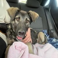 junger, freundlicher Rüde, Tomi sucht, Hund zur Adoption