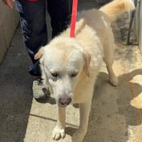 Mowgli, Hund zur Adoption