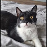 Paco sucht als Einzelkatze mit Freigang, Kater zur Adoption