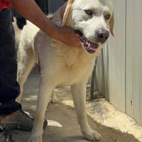 Mowgli, Hund zur Adoption