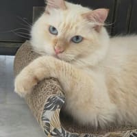 Geselliger junger Siam-Mix Kater Genie, Kater zur Adoption