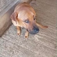 Lord, Hund zur Adoption
