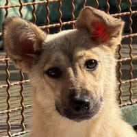 Mira-zuckersüße,bezaubernde Hündin, 33 cm, Hündin zur Adoption