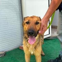 Franca, Hündin zur Adoption