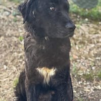 Patrick, Hund zur Adoption