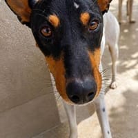 verschmuster Larson, ca. 46 cm hoch, Hund zur Adoption