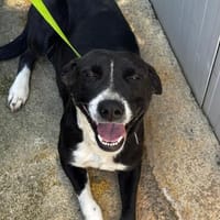 Francesca, Hündin zur Adoption