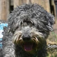 SAMU, Hund zur Adoption