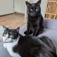 Melfi & Gines suchen gemeinsam ihr Für-immer-Zuhause, Kater zur Adoption