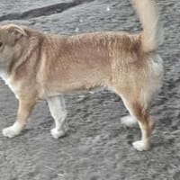 Chicco sehnt sich nach einem richtigen Zuhause, Hund zur Adoption