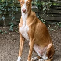 Schönheit sucht liebevolles Zuhause, Hündin zur Adoption