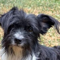 FINJA-zuckersüße Yorkshire-Terrier-Mix-Hündin, Hündin zur Adoption