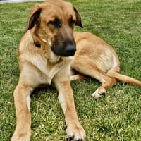 Dionisio, fröhlich, sportlich, agil, Hund zur Adoption