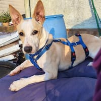 Iris, verspielt, kinderlieb, aufgeschlossen, Hündin zur Adoption
