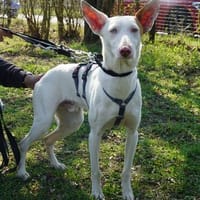 Bombon, menschenbezogen, verträglich, neugierig, Hund zur Adoption