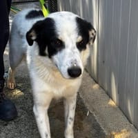 Alex, Hund zur Adoption