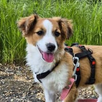 Süße Joy sucht ihre Herzensmenschen, Hündin zur Adoption