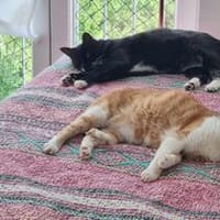 Liebe Katzen-Senioren Amy & Micky, Kater zur Adoption