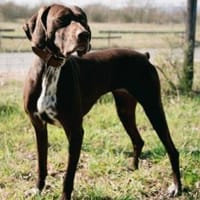 Asia, offen, freundlich, neugierig, Hündin zur Adoption