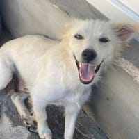 Gracie💕taffe, kleine Hündin in 25578 Neuenbrook, Hündin zur Adoption