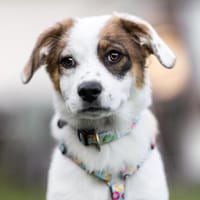 Entdecker MURPHY sucht seine Familie, Hund zur Adoption