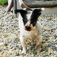 Andi, kl. blinder Wuschelsenior, Hund zur Adoption