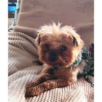 Krümmel - wartet in 91161 Hilpolstein, Hund zur Adoption