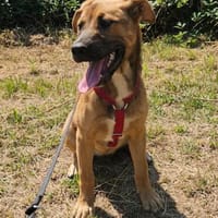 Ana, mutiger Welpe sucht neues Zuhause, Hündin zur Adoption