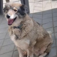 Yvette, fröhliche Hündin sucht Familie, Hündin zur Adoption