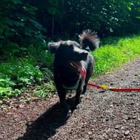 Nero, Junghund sucht eigene Familie, Hund zur Adoption