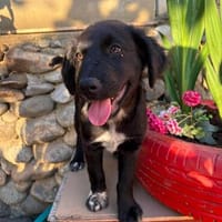 Max Welpe sucht seine Familie, Hund zur Adoption