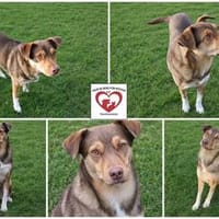 Till sucht sein Zuhause/Pflegestelle, Hund zur Adoption