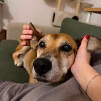 Opi Rex, lieber, ruhiger Hund sucht Zuhause, Hund zur Adoption
