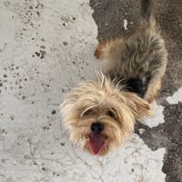 LEO, chien à adopter