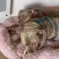 BULMA - ADOPTION DUO avec BLYSSE, chienne à adopter