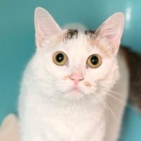 Carabella CAB5874, chatte à adopter