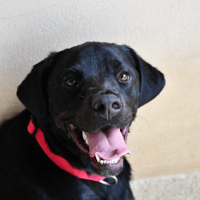 Bagheera, chien à adopter