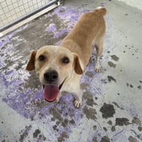 ZABI, chienne à adopter
