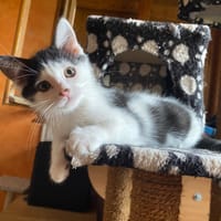 FICELLO, chat à adopter