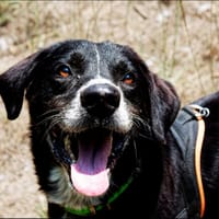 DENZEL(Réservé), chien à adopter