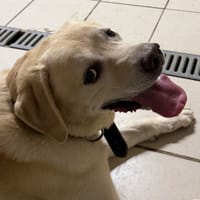 DOUG, chien à adopter